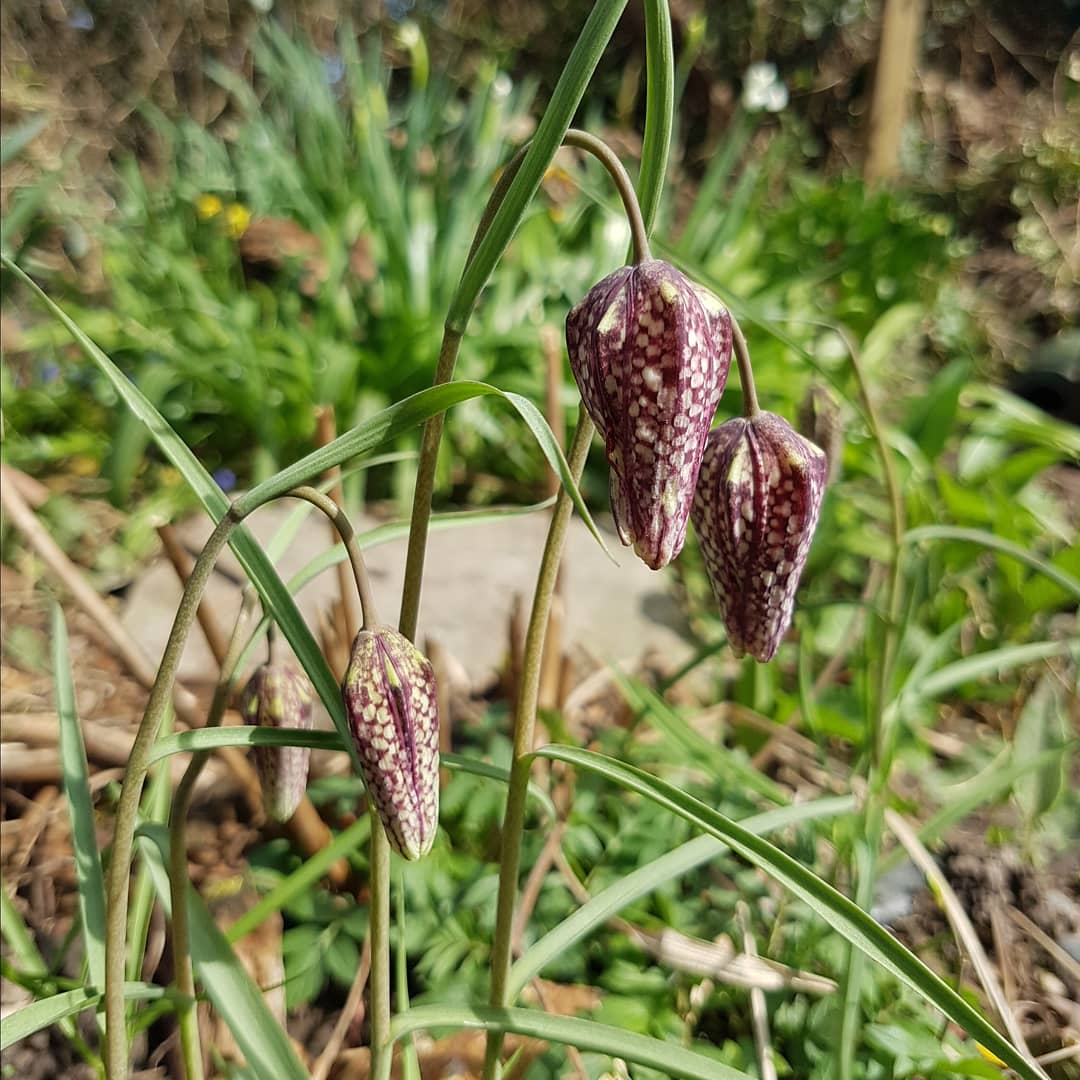thebusilybees's tweet photo. Schachbrettblume (Fritillaria meleagris)
Checkered
#garten #frühling #frühlingsimpressionen #zwiebelblumen #schachbrettblume #fritillaria #fritillariameleagris #natur #naturfotogafie #garden #spring #springimpressions #bulbflowers #checkered #chequered #nature #naturephotography https://t.co/e8rCVaStdy