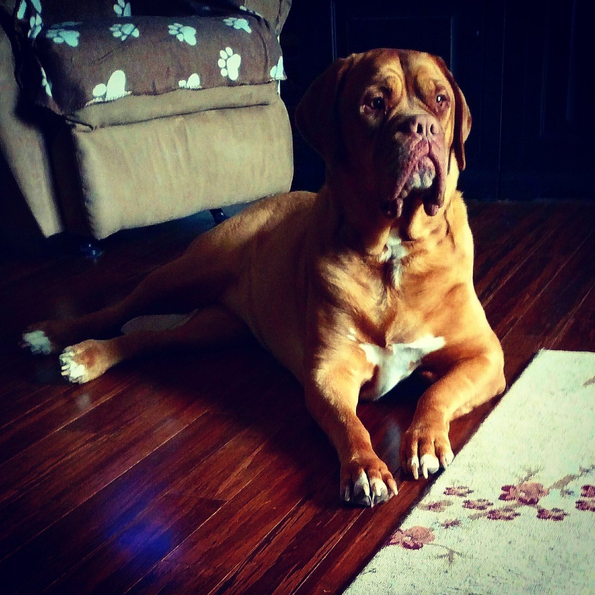 BlancharMark's tweet photo. Miss Ellie spending the week with my boys. #frenchmastiff https://t.co/gnscpB1RrA