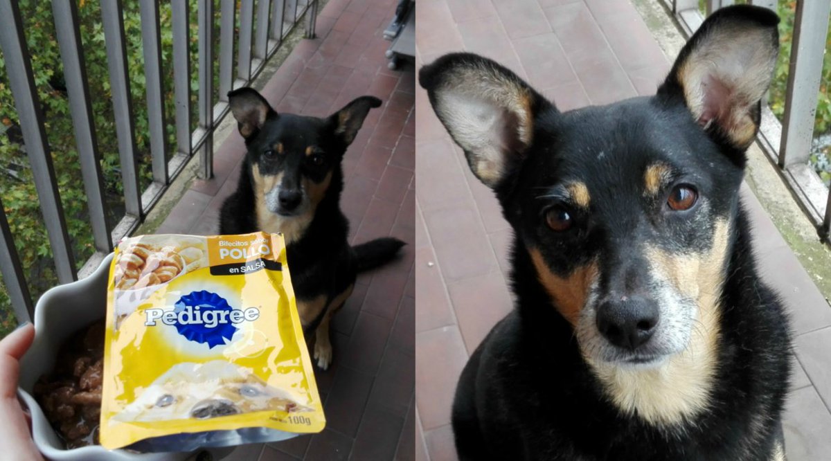 Mad_Maxthedog's tweet photo. Max the #AustralianKelpie #Dog has a #Delicious #Chicken Sobrecito from #Pedigree for #Breakfast
https://t.co/nGUM6W4f6B
#doggynation #doggylove #doggystation #doggylife #dogsofinstagram #dogcommunity #puppydog #dogaddict #puppy #puppylove #dogsgonnadog #doggyears #dogstyle https://t.co/Si3ETT1Xmf
