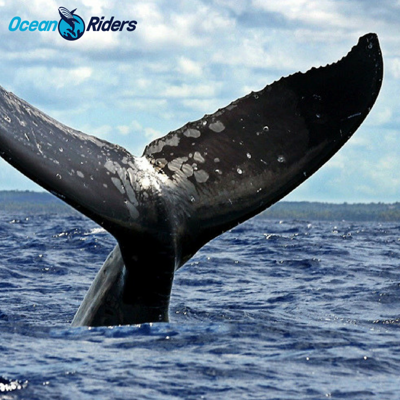 #SabíasQue Cada año las más grandiosas criaturas de la tierra nadan desde el Mar de Bering en Alaska hacia al sur de este continente americano en busca de aguas templadas 🐋 🐋 🐋 #OceanRiders #LosCabos