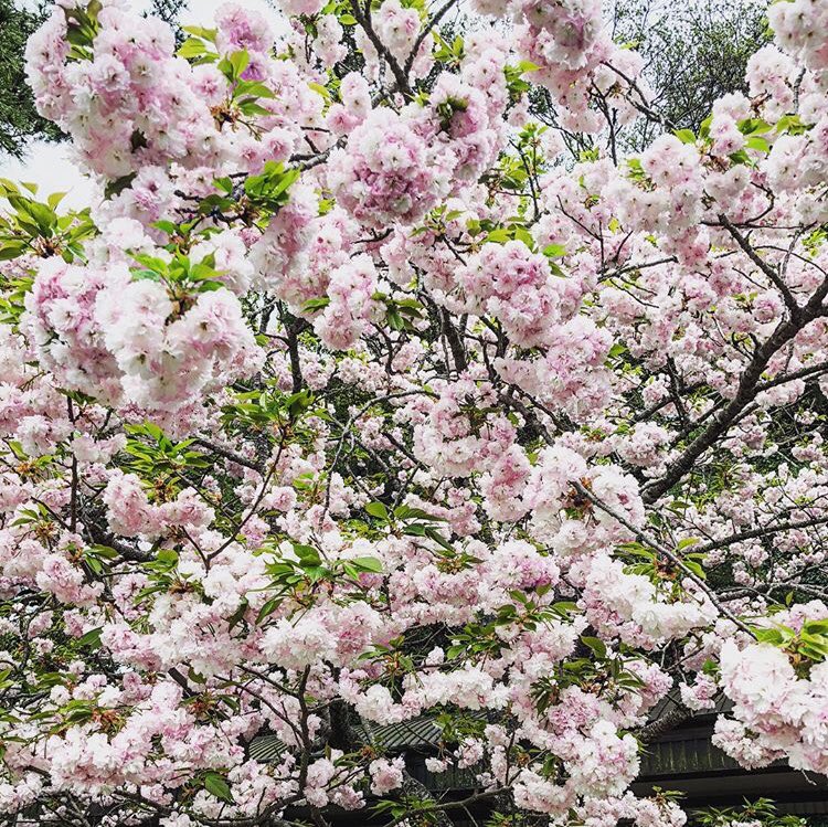 poppydelevingne's tweet photo. JAPAN, you have my 💗
#PartingIsSuchSweetSorrow #SakuraSweethearts https://t.co/4OvujJS95W