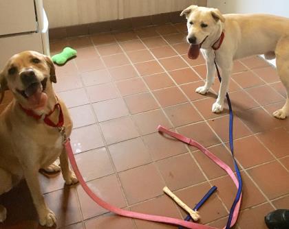 Chase And Honey Are Two Best Of Friends Who Need To Go Home Together bit.ly/2GIFcHw #YQG https://t.co/Px3RMB18yy