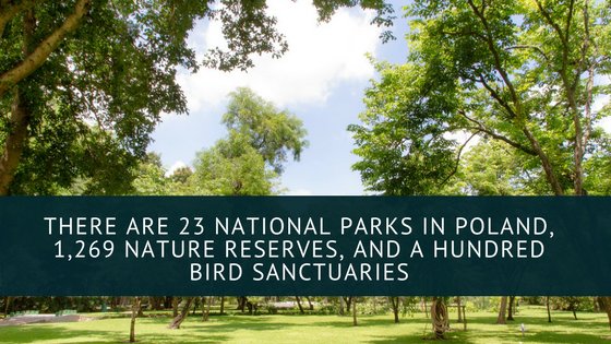 GingerHostel's tweet photo. Did you know about that great amount of #parks and #nature reserves in #Poland? Just imagine how beautiful it is here in #summer. #ginger #gingerhostel https://t.co/Nw359hb5ad