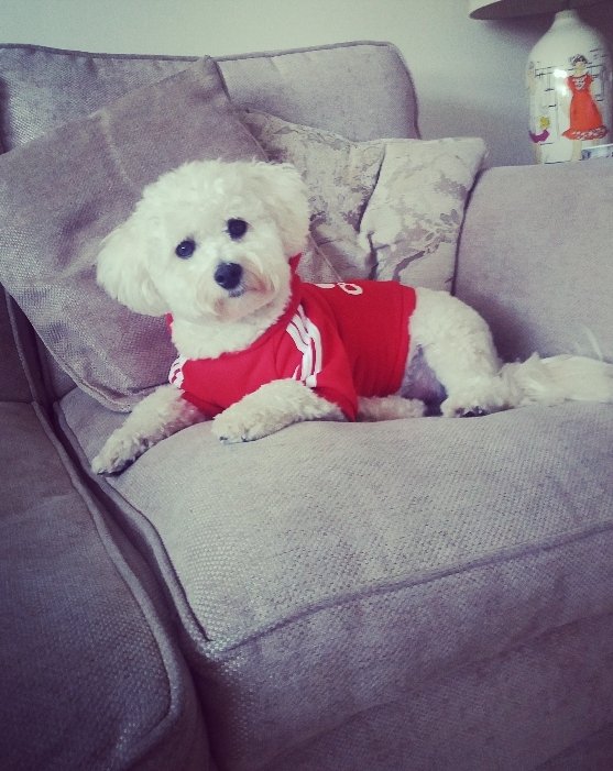 xxPrincessAlixx's tweet photo. Ready for the derby!! #mufc https://t.co/nApW4EE20l