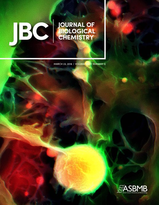 CICSnews's tweet photo. Featured: CICS cover art #sortilin #calcification @jbiolchem https://t.co/qxzpOW2mzc https://t.co/F2l0Pi4uD2
