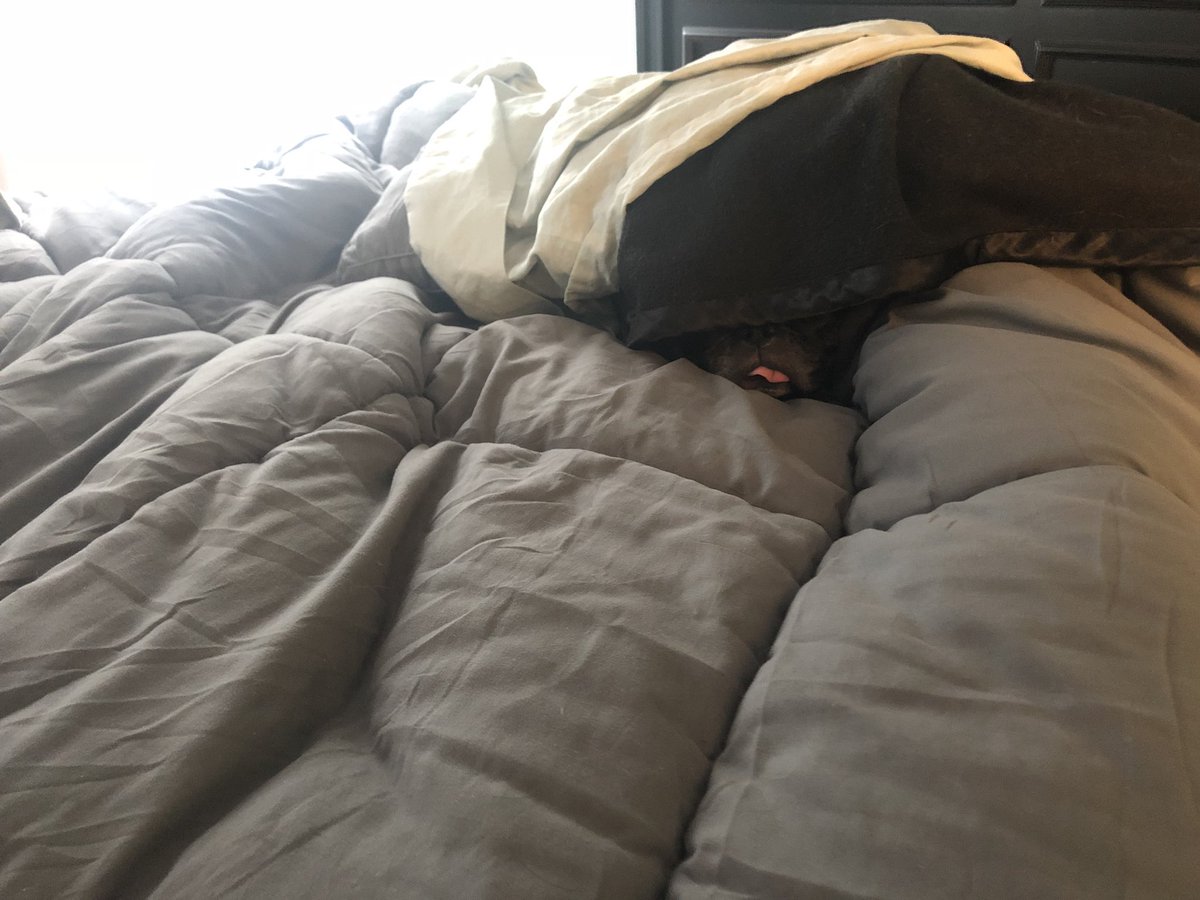 ColbyKGallagher's tweet photo. Itโs very rare when my dog isnโt my shadow, so after eating my breakfast in odd peace, I went looking for him. I heard snoring and found this. ..Yeeeeeep, heโs definitely mine. #backtobed #napsovereverything #dogsoftwitter https://t.co/WvHfERScAa
