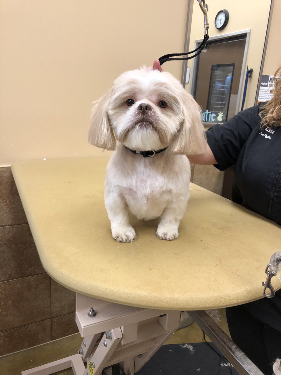 petsmart2480 tweet media
