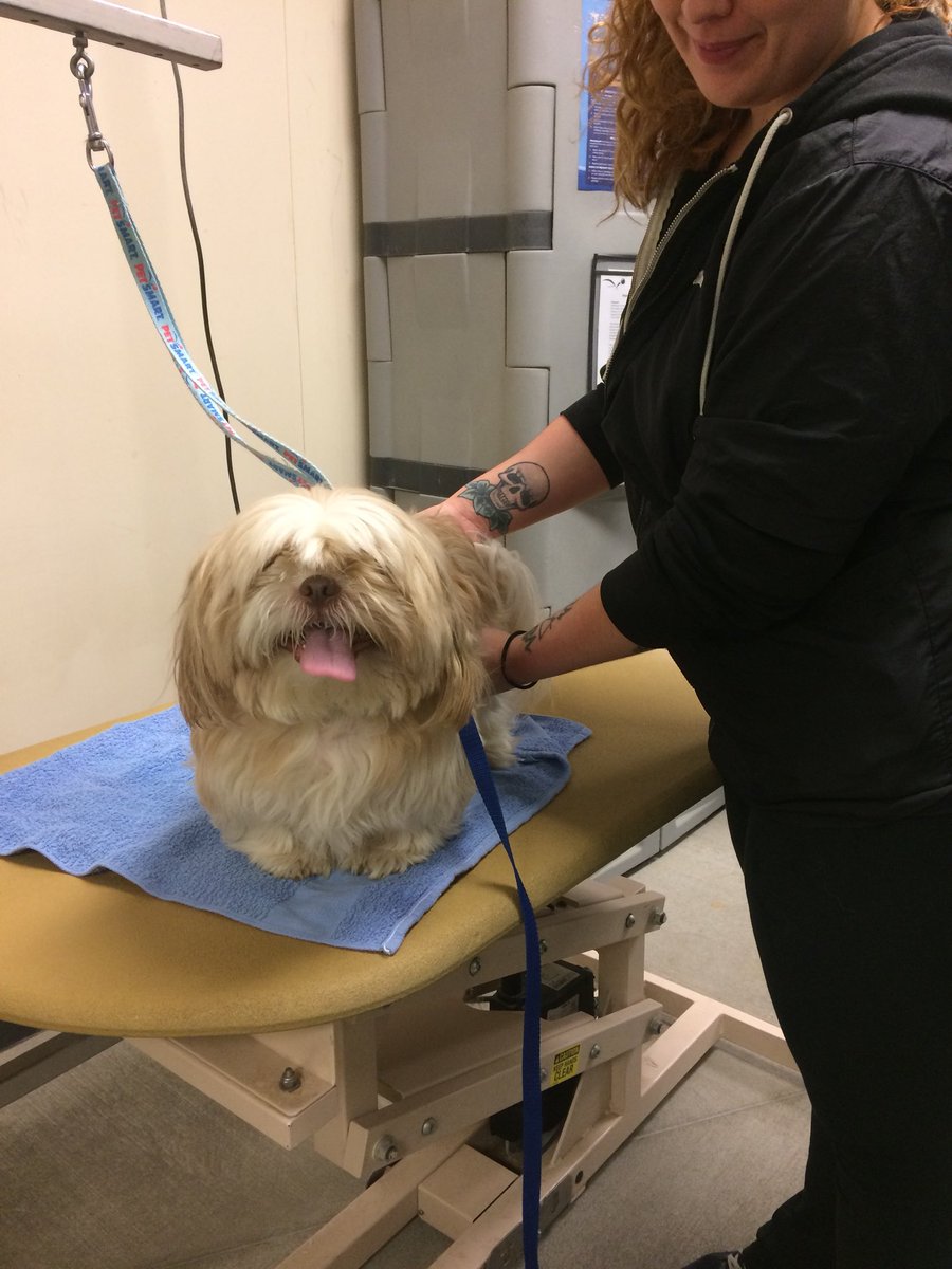 petsmart2480 tweet media