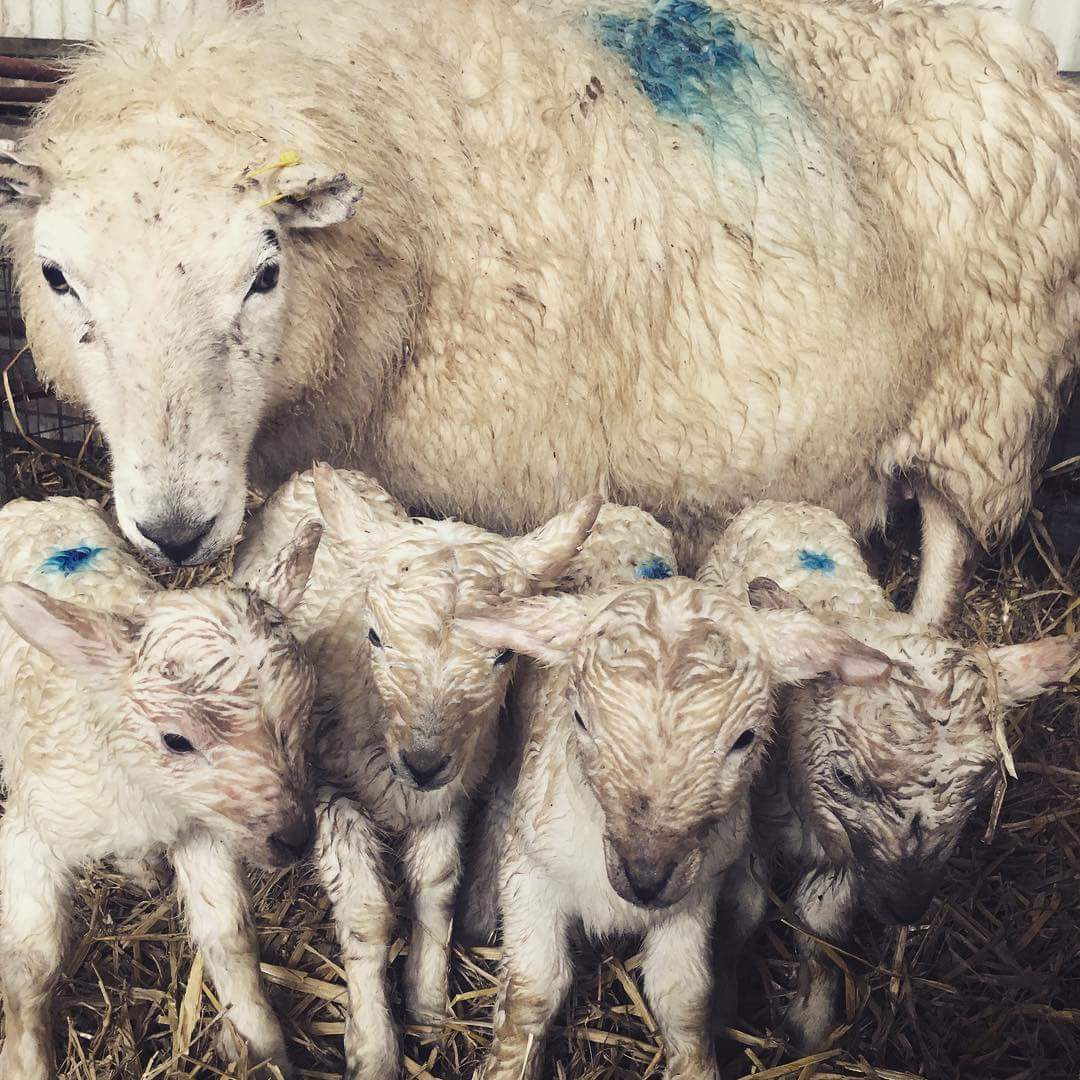 British Wool Farm (@britishwoolfarm) on Twitter photo Quads born in the snow earlier this week, but doing just fine in the barn. Shared with us by <a href="/Griffiths17Ann/">Ann Griffiths</a> Quads born in the snow earlier this week, but doing just fine in the barn. Shared with us by <a href="/Griffiths17Ann/">Ann Griffiths</a>