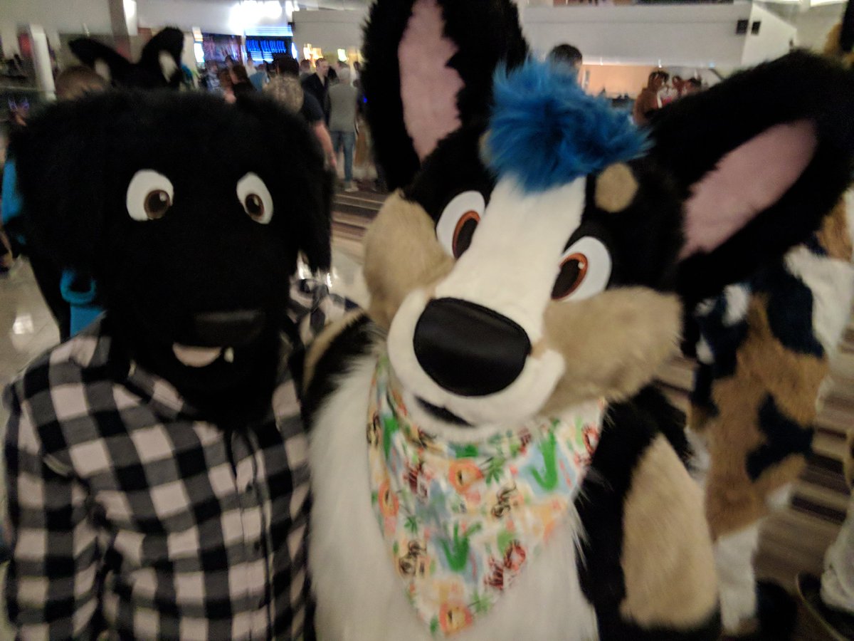 OrbitDoggy's tweet photo. Last night was so much fun! Hanging with a buncha goodboys @JonasCorgi @LeeYote @FrisbeePuppy @coyroko https://t.co/t6OMvqhqMR