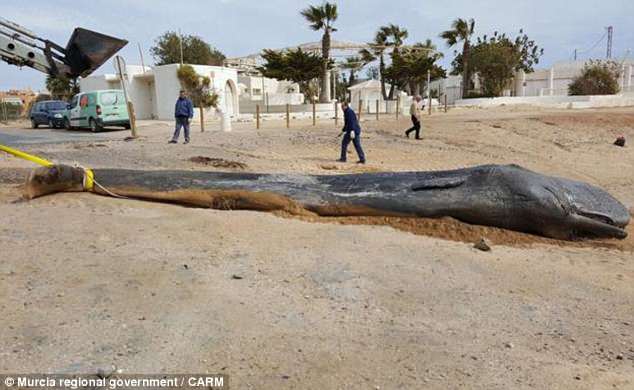 BiologistDan's tweet photo. This beached juvenile Sperm #Whale was found off the coast of #Spain. If it looks emaciated, it's because it starved to death. In its stomach was 64 lbs of #plastic, causing an infection. Our #Oceans are drowning in a sea of plastic. We need to break our addiction. https://t.co/oICIlyGHJw