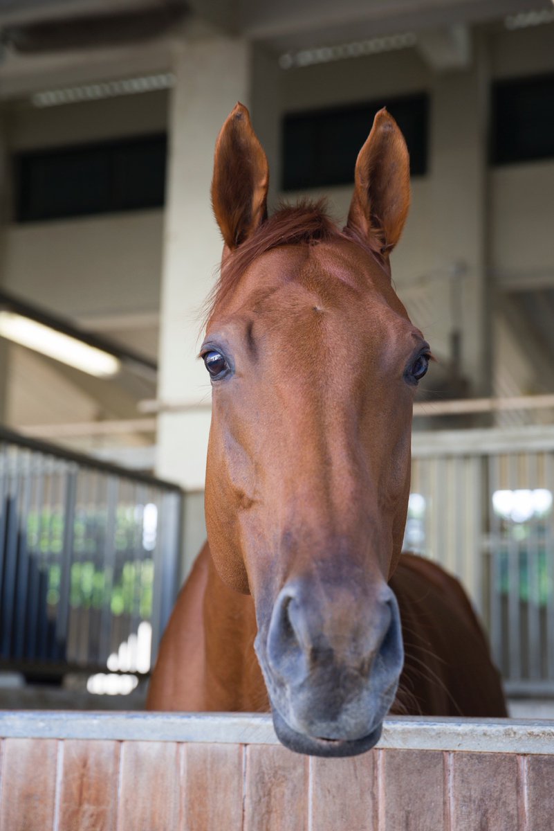 AnimalAid's tweet photo. Over 40,900 people have signed our petition calling for urgent action to stop horses dying in races. Will you join them and help us reach 41k signatures today? https://t.co/jIGDkG1G5B Please RT. Thank you! https://t.co/wrHrnCptBF