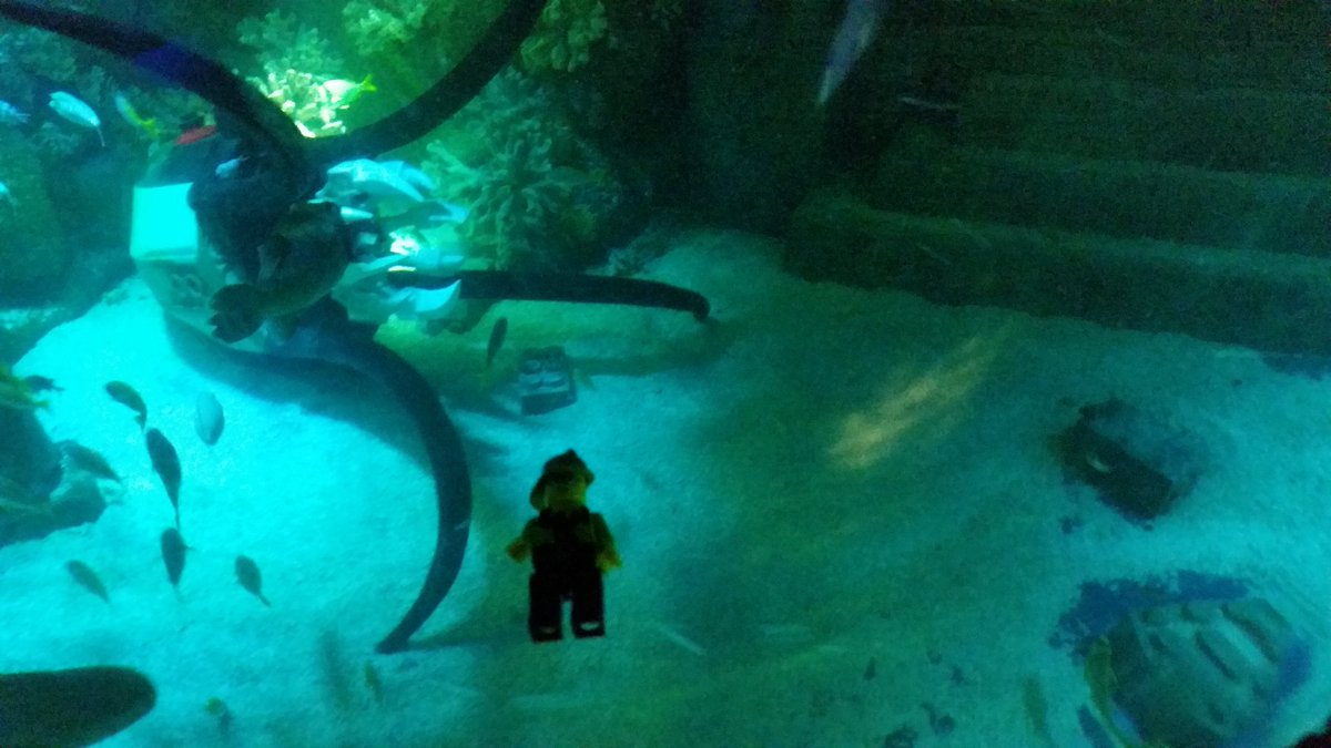 alcoventry's tweet photo. Under sea adventure in Atlantis #WileyOnTheMove #LEGOLANDWINDSOR https://t.co/kUDQxxhwqX