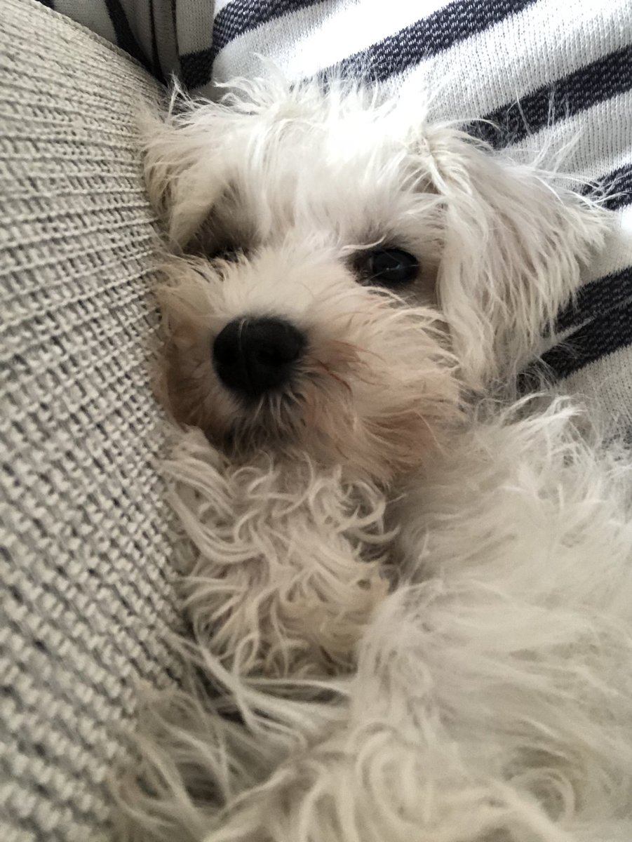You can’t have a bad day when you have a dog 🐕 always there for you 💜