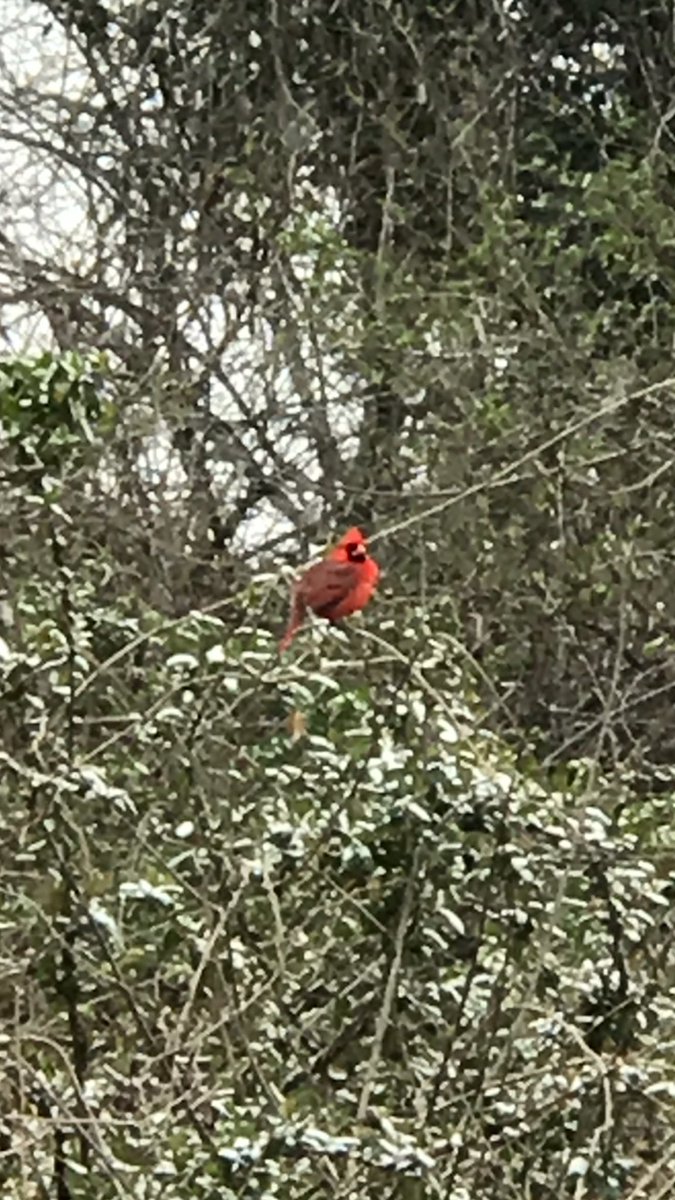 Vikki__Lee's tweet photo. Enjoying this beautiful snowy day!! https://t.co/CzFOzAFXhI