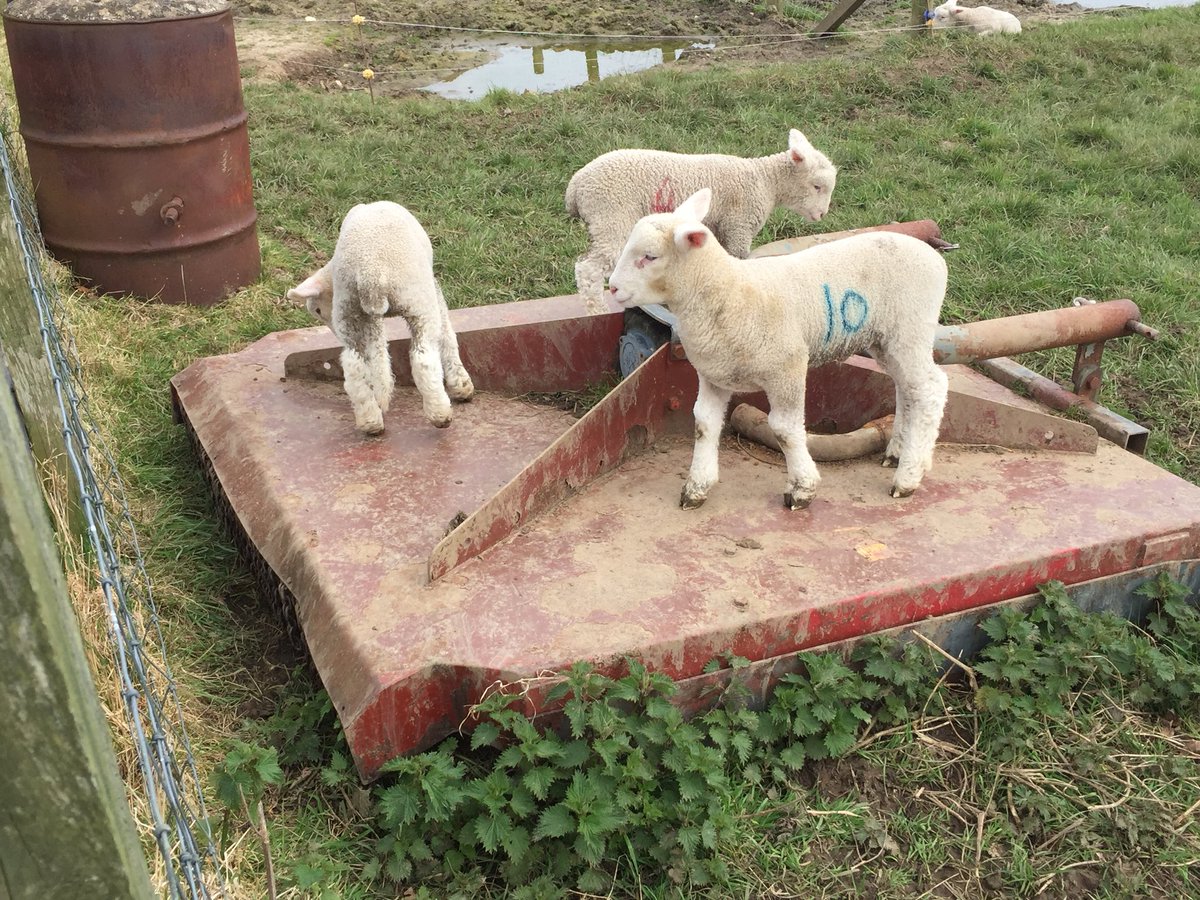 Gotta love them. So playful and cheeky. Getting bigger too! #lovelambs #lovedorset