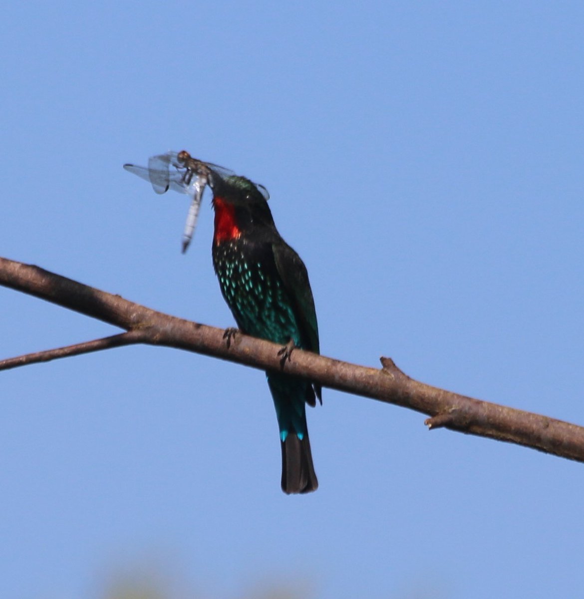 LivUniUganda's tweet image. Black bee-eater, a little (?) bee-eater, and swallow-tailed bee-eater. Good year for the bee-eater enthusiasts #LivUganda2018