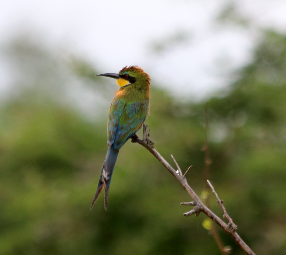 LivUniUganda's tweet image. Black bee-eater, a little (?) bee-eater, and swallow-tailed bee-eater. Good year for the bee-eater enthusiasts #LivUganda2018