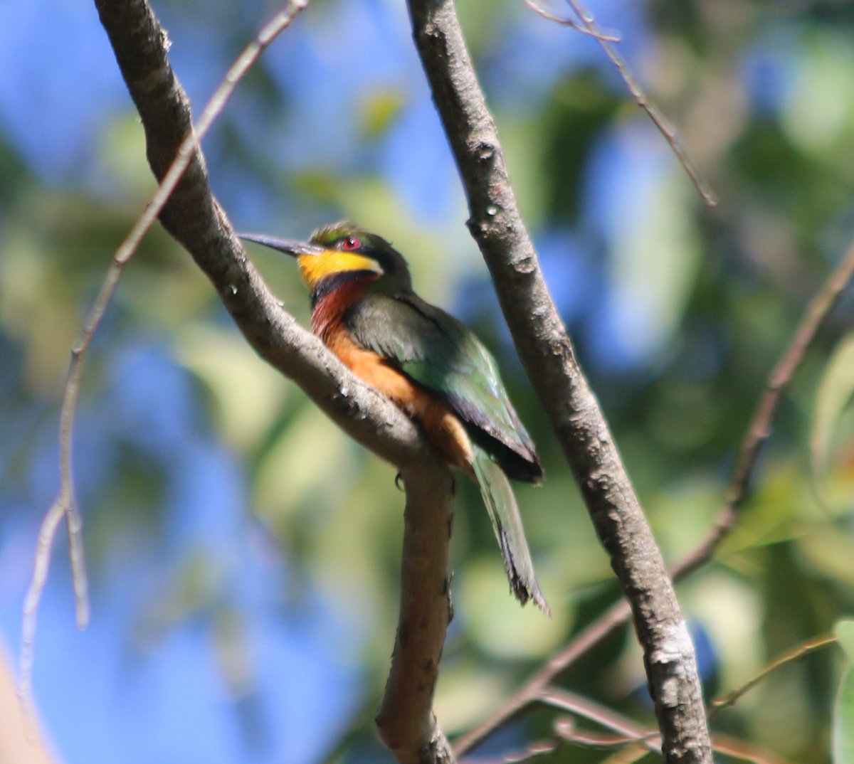 LivUniUganda's tweet image. Black bee-eater, a little (?) bee-eater, and swallow-tailed bee-eater. Good year for the bee-eater enthusiasts #LivUganda2018