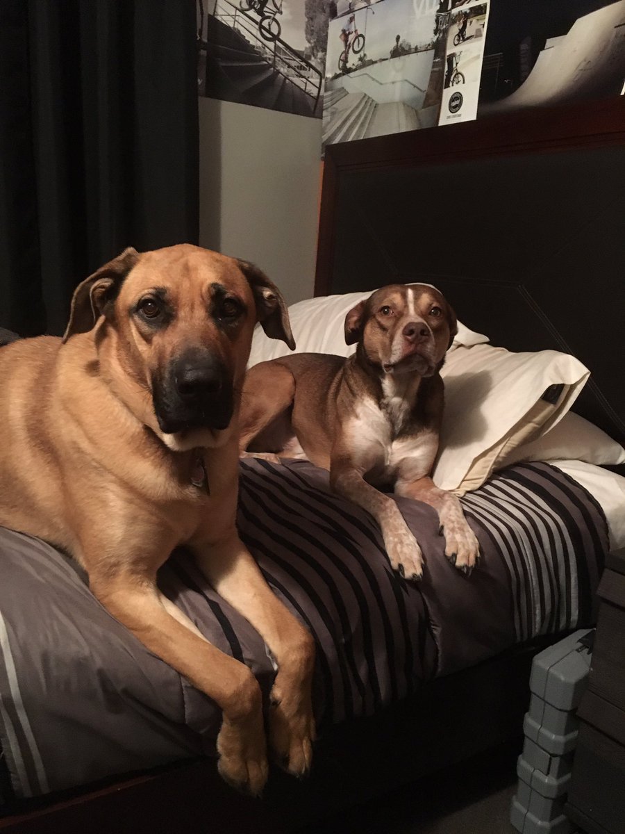Mekiel4204's tweet photo. My dogs just got out because my idiot sister left the gate open. Pls let me know if u see them around, I can't find them anywhere https://t.co/3RmK3xfLZN