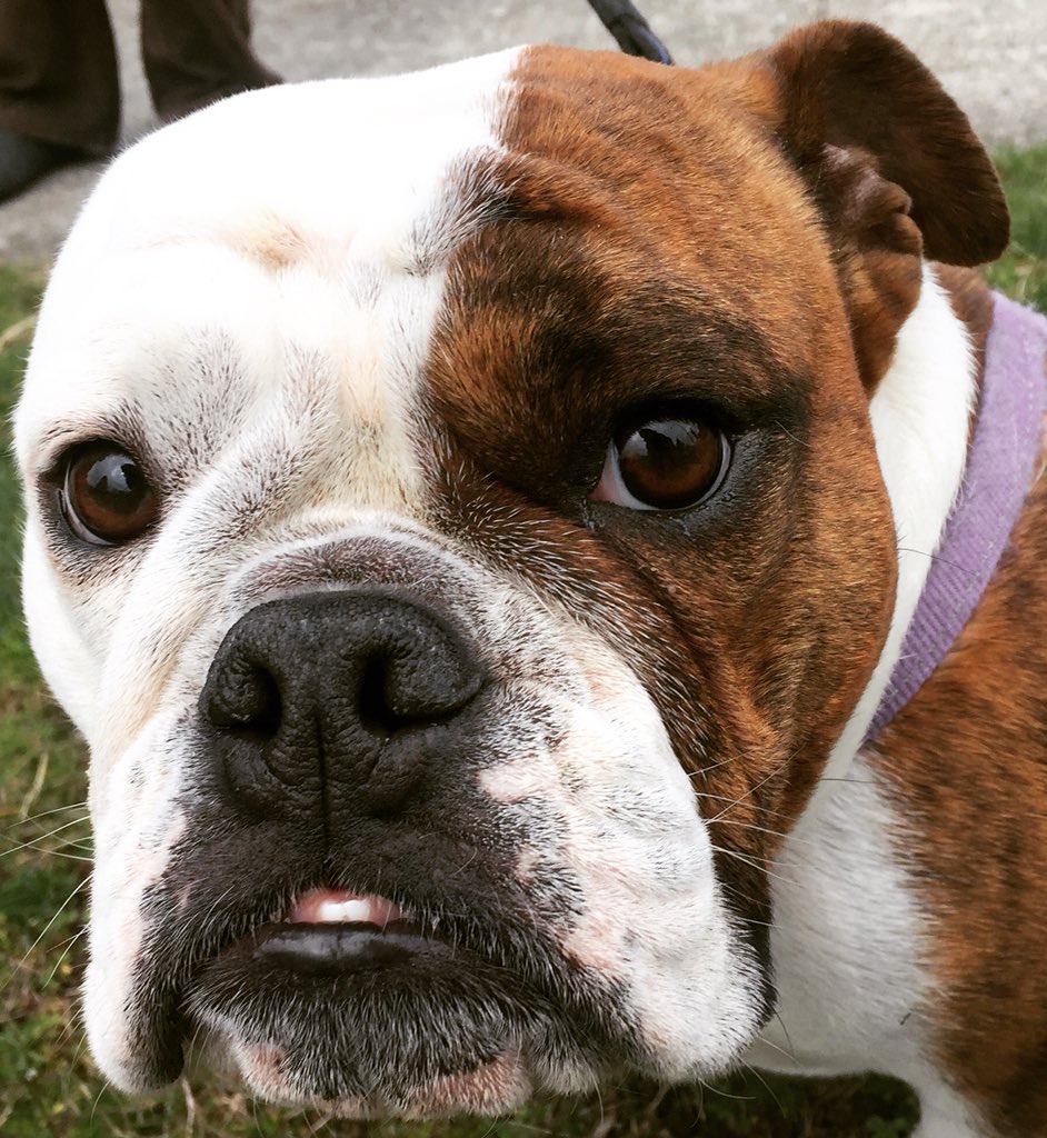 CAN YOU RESIST THIS FACE?

#cutepuppies #puppy #puppylove #puppyday #puppyoftheday #puppies #puppydog #puppyfun #puppylife #wuvip #puppyface #puppy #puppyluv #puppylover #puppyadventures #puppylovers #puppymodel #ilovepuppies #ilovepups #bulldogpup #adorablepuppy #adorablepup