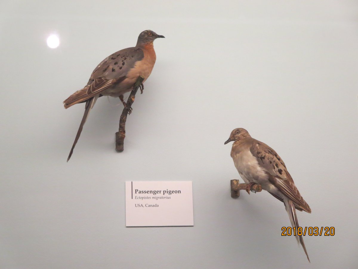 白冠鳥 剥製 中国産 Yahoo!オークション - 神の鳥 レア 白冠鳥 剥製 置物 完成品 鳥 フェザ