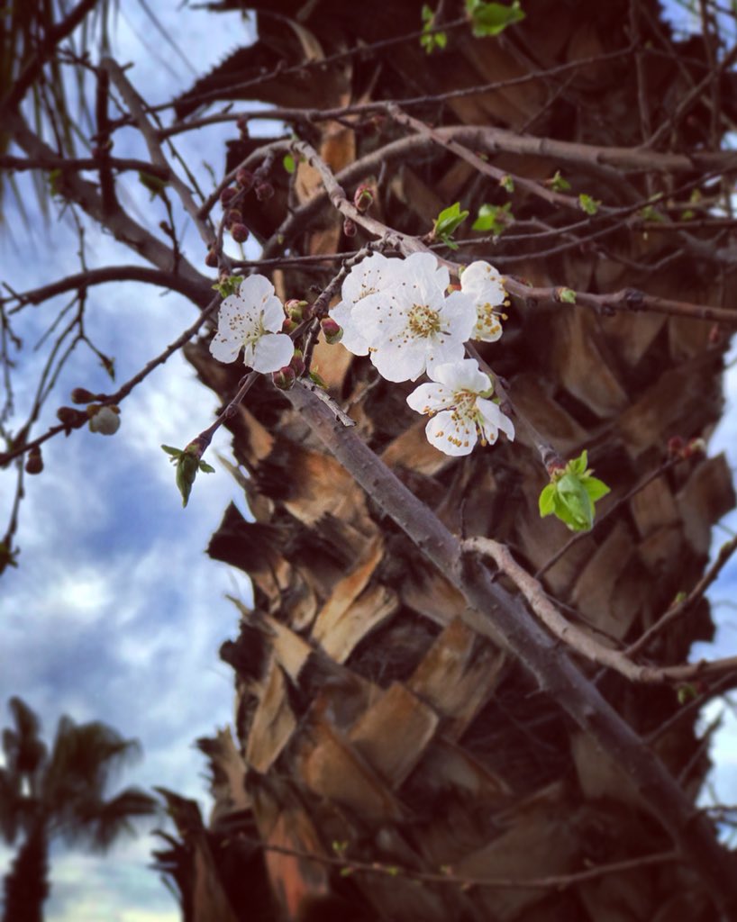 Maya98ART's tweet photo. Ive Definitely Found Somethin Very #Special About Every &amp; Each #Picture That I Took 📸.. People Might Think That Im Crazy The Moment l Stand To Take That #PerfectShot But Then.. They Get #Amazed By The Way I Saw That #Beauty, The Way I #Enjoy &amp; #Appreciate Those Little #Details ! https://t.co/3yw8gtz0uc