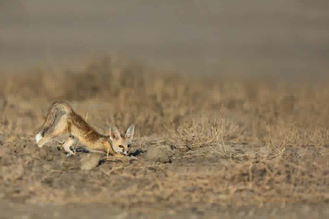 ketanvikamsey's tweet photo. | Yoga Time |
| Desert Fox Cub in the early morning |
#DesertFoxCub #YogaTime #Wilderness #Wild #KVKliks #LittleRannOfKutch #IncredibleIndia #GujaratTourism #IndiaTourism #natgeotravel #bbctravels #lonelyplanet #natgeohd #natgeo #canonusa #canonphotography #canon #ketanvikamsey https://t.co/X9C7e46E6l
