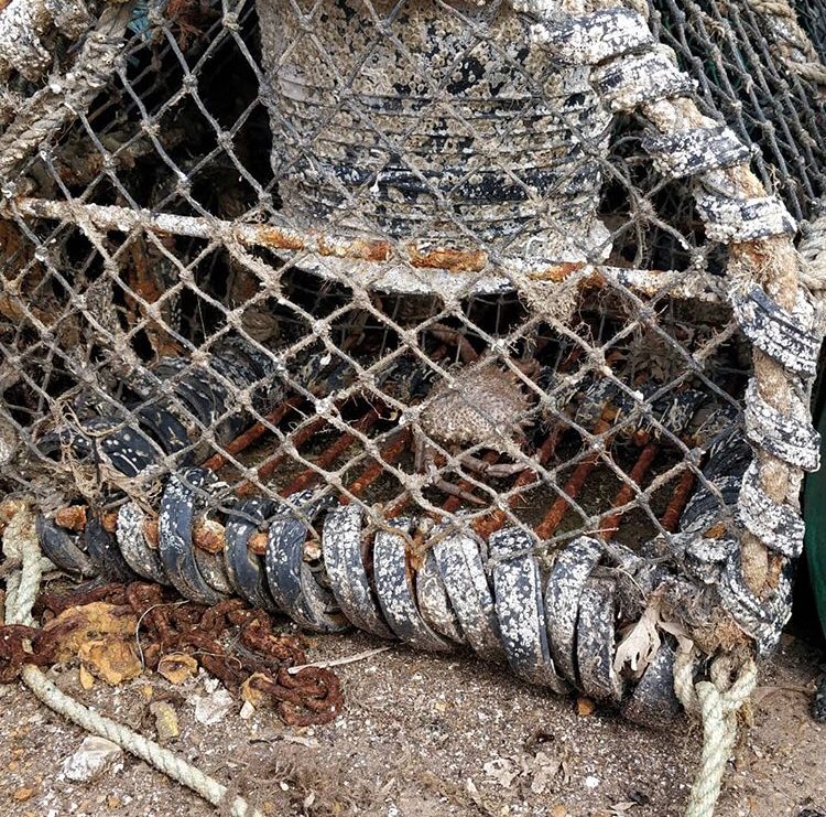 torontofishsave's tweet photo. Here are some photos of victims of the fishing industry. This is cruel and unnecessary. If you agree then please join #portsmouthanimalsave at their 2nd fish save tomorrow from 9-12. 
https://t.co/OiioeLkGg5…

#vegan https://t.co/0LERHddw62