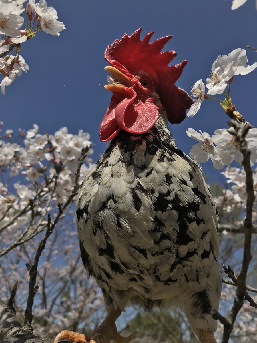 ニコちゃん？！
桜🌸たべてるじゃん！！