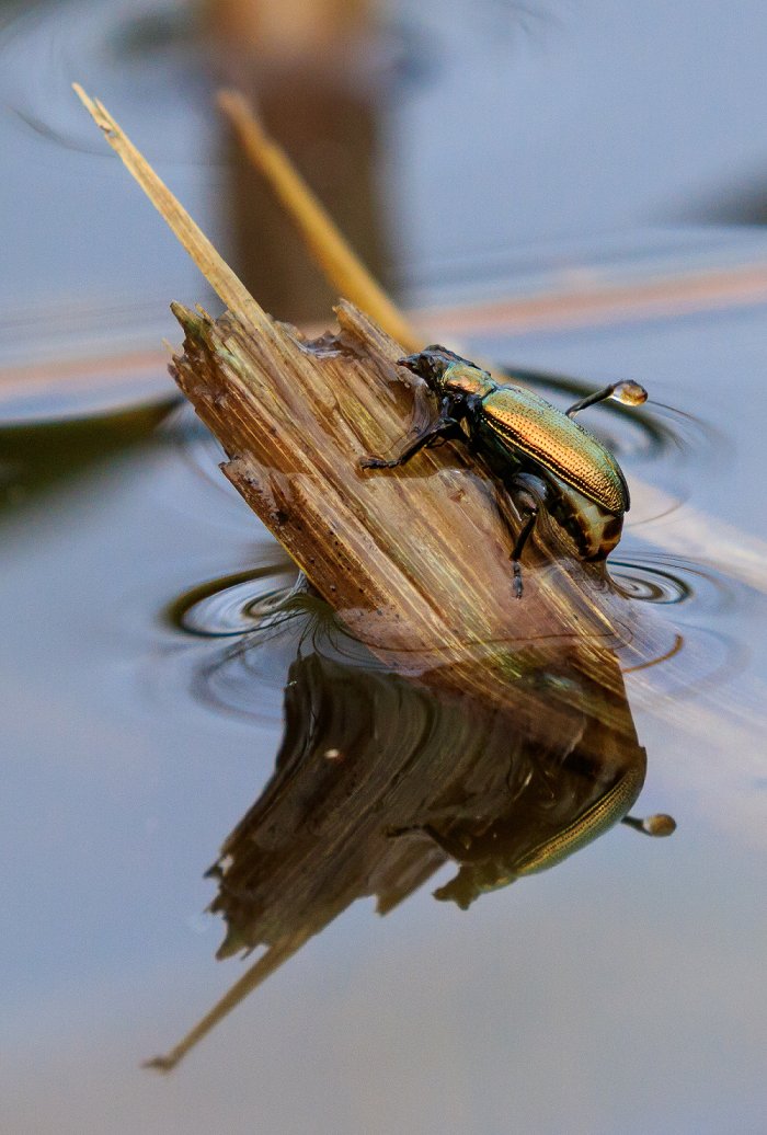 EssexWildlife's tweet photo. A beautiful shot of a #beetle (Donacia semicuprea), which was spotted emerging from a pond in Epping Forest 📷 Andrew Wakefield https://t.co/v5unAl8TLw