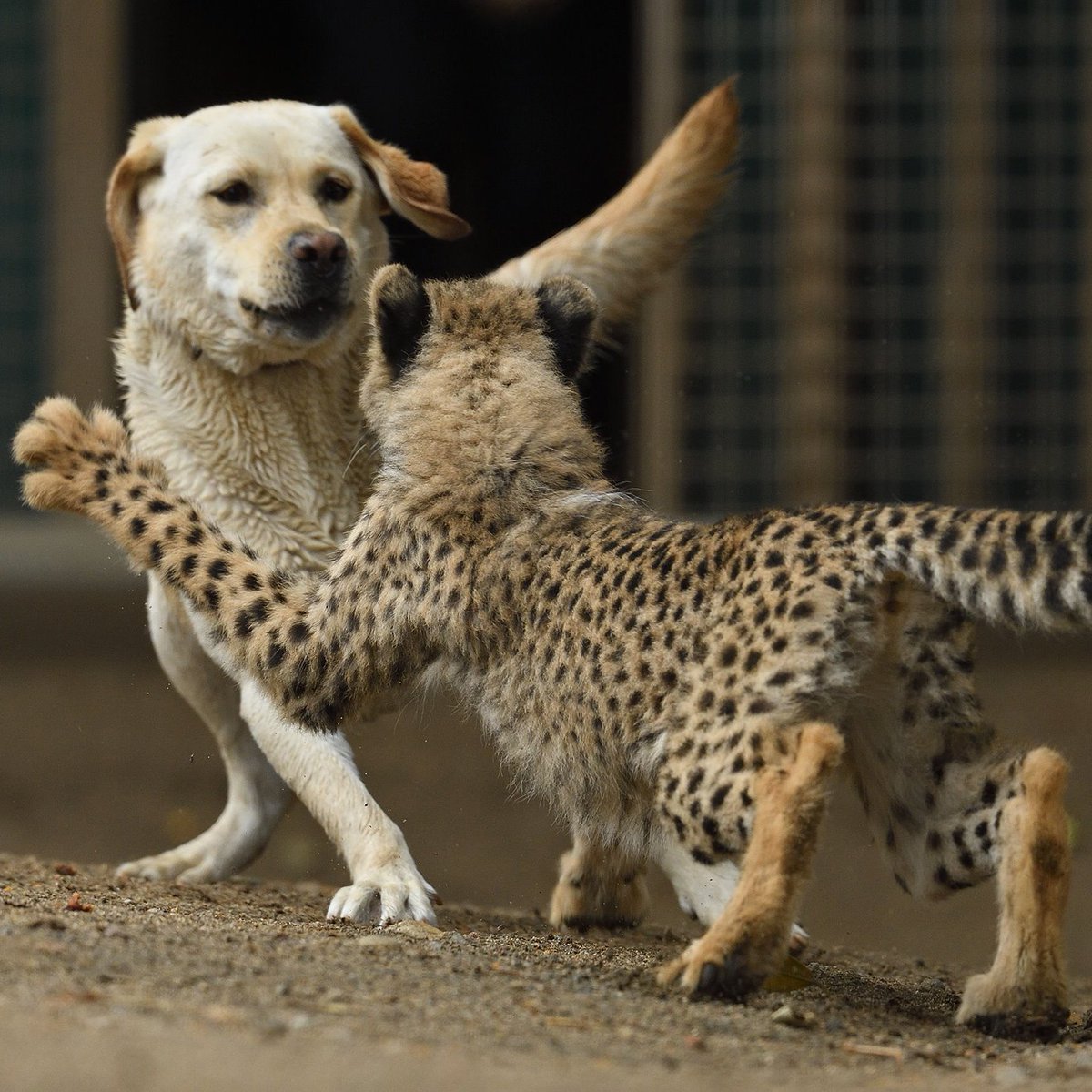 A game of cat & dog. #Caturday #DogsAndCatsLivingTogether 📷: Debbie Beals