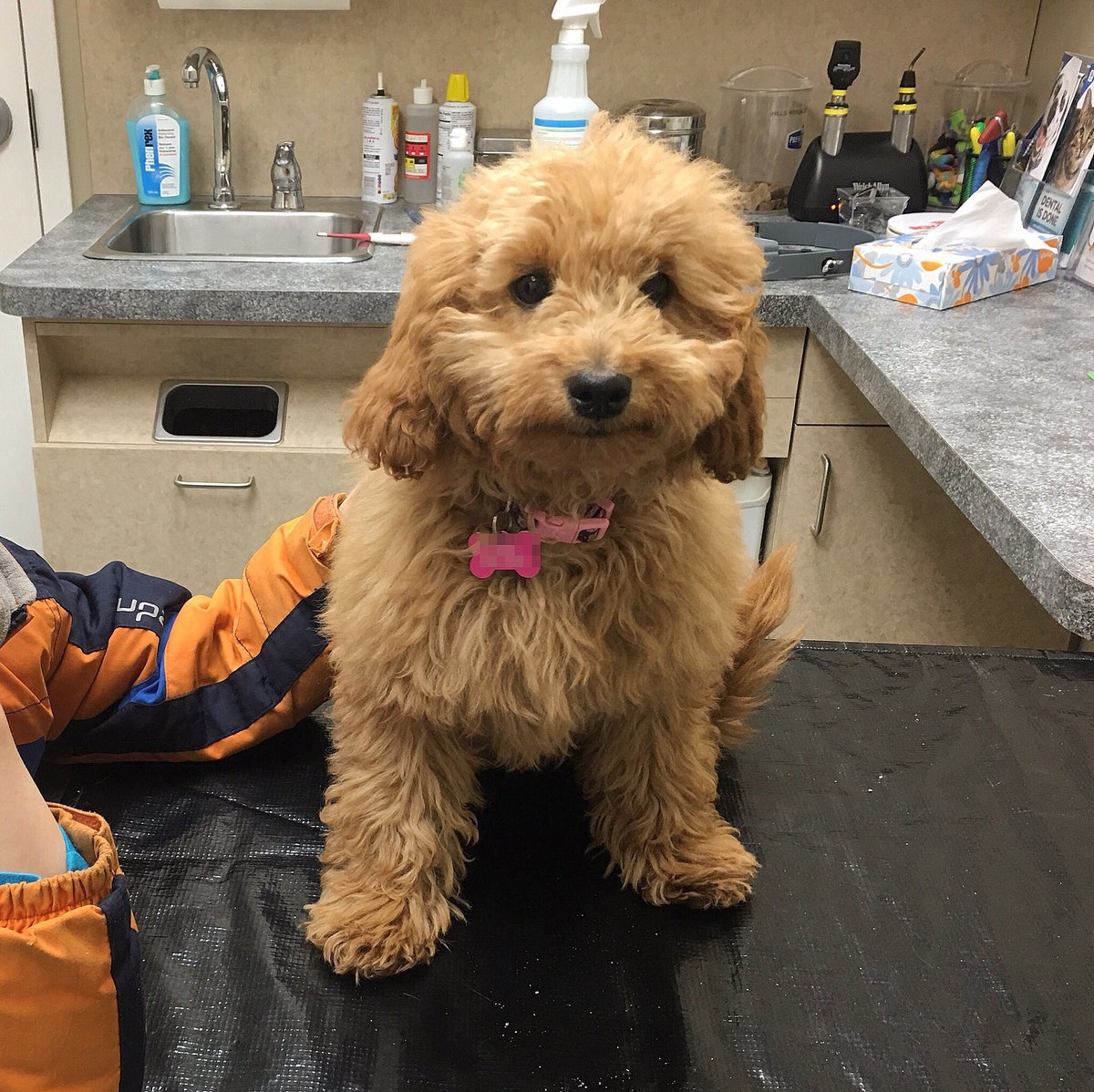 Trying to be brave....trying to be brave..... I got this. I can do it. I will not cry...I will not cry...
#vet #vetvisit #puppyneedles #canadiandoodles #canadiandoodlesofinstagram #instadoodle #minigoldendoodle #goldendoodle #goldendoodlesofinsta #instapuppy #puppy