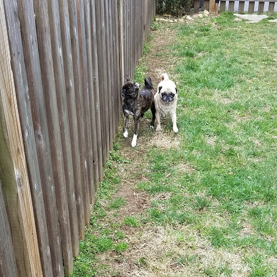 funaek's tweet photo. The puglets are wearing down a path next to the fence from their racing along it & barking at the neighbor dogs. #thisiswhywecanthavenicethings #barkingpugs #racingmonkey https://t.co/MLgAdsDcEV
