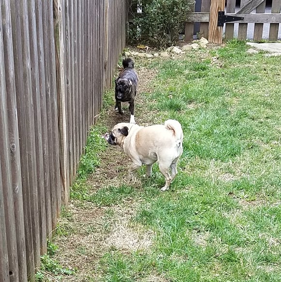 funaek's tweet photo. The puglets are wearing down a path next to the fence from their racing along it & barking at the neighbor dogs. #thisiswhywecanthavenicethings #barkingpugs #racingmonkey https://t.co/MLgAdsDcEV