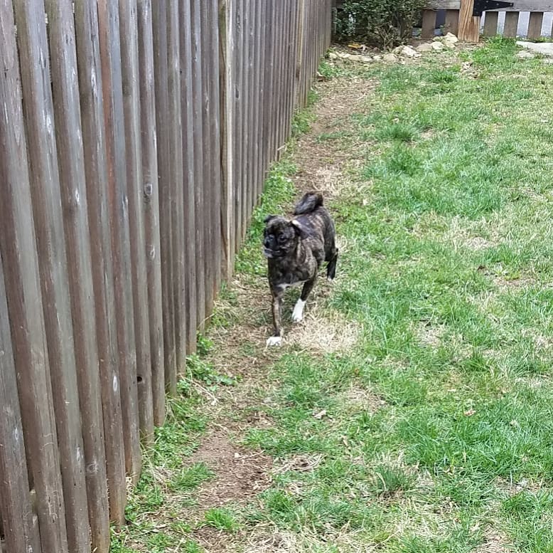 funaek's tweet photo. The puglets are wearing down a path next to the fence from their racing along it & barking at the neighbor dogs. #thisiswhywecanthavenicethings #barkingpugs #racingmonkey https://t.co/MLgAdsDcEV