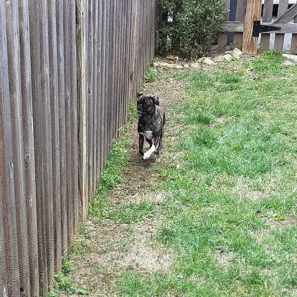 funaek's tweet photo. The puglets are wearing down a path next to the fence from their racing along it & barking at the neighbor dogs. #thisiswhywecanthavenicethings #barkingpugs #racingmonkey https://t.co/MLgAdsDcEV