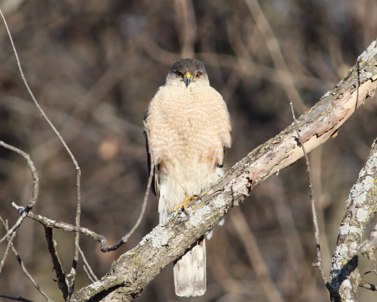 BYbirdblog's tweet photo. If you are a song #bird.  You don't want to be at the other end of this stare!
#birdsofprey #birding Sharp-shinned #hawk #raptor https://t.co/QQEOA8uEUE