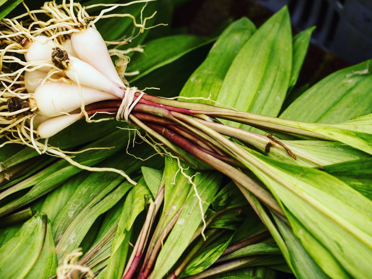 AmaliNYC's tweet photo. Guess who’s back, back again... we’ve got the first ramps of the season! 🌱#springforward #amalinyc https://t.co/30ErJpSaYG