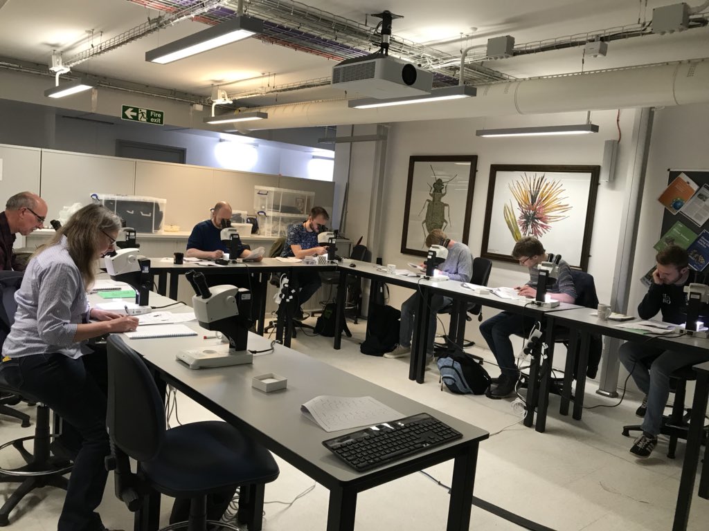 StephSkipp's tweet photo. Enjoyed leading a #soldierbeetle workshop today! Very grateful to have had such a enthusiastic group and a helpful collection tour guide 😊 #squishybeetlez https://t.co/1Q6igXH9aT
