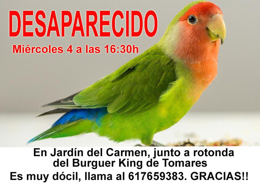 susprats's tweet photo. Sigue sin aparecer mi agapornis, Wiper😞🐣. Desaparecido el miércoles en Tomares https://t.co/QEHFSbcksp