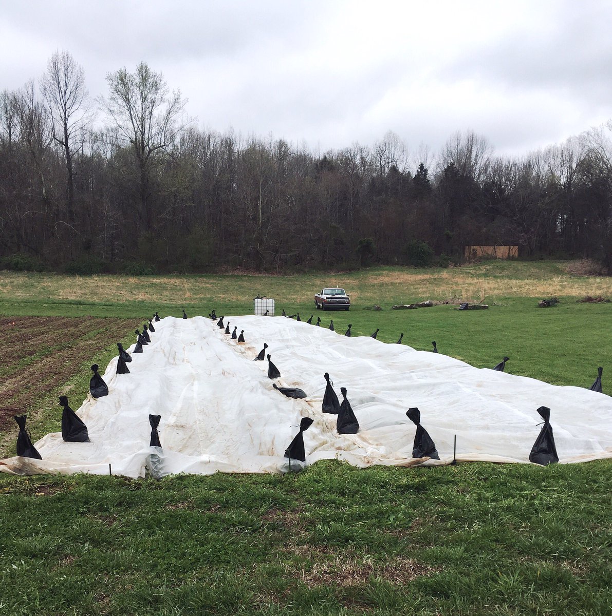 Cover on ➡️ cover off ➡️ cover on🙇‍♂️ One last cold night, strawberries. I'm sure of it....I think....probably....who knows 🤦‍♂️#tfigrows