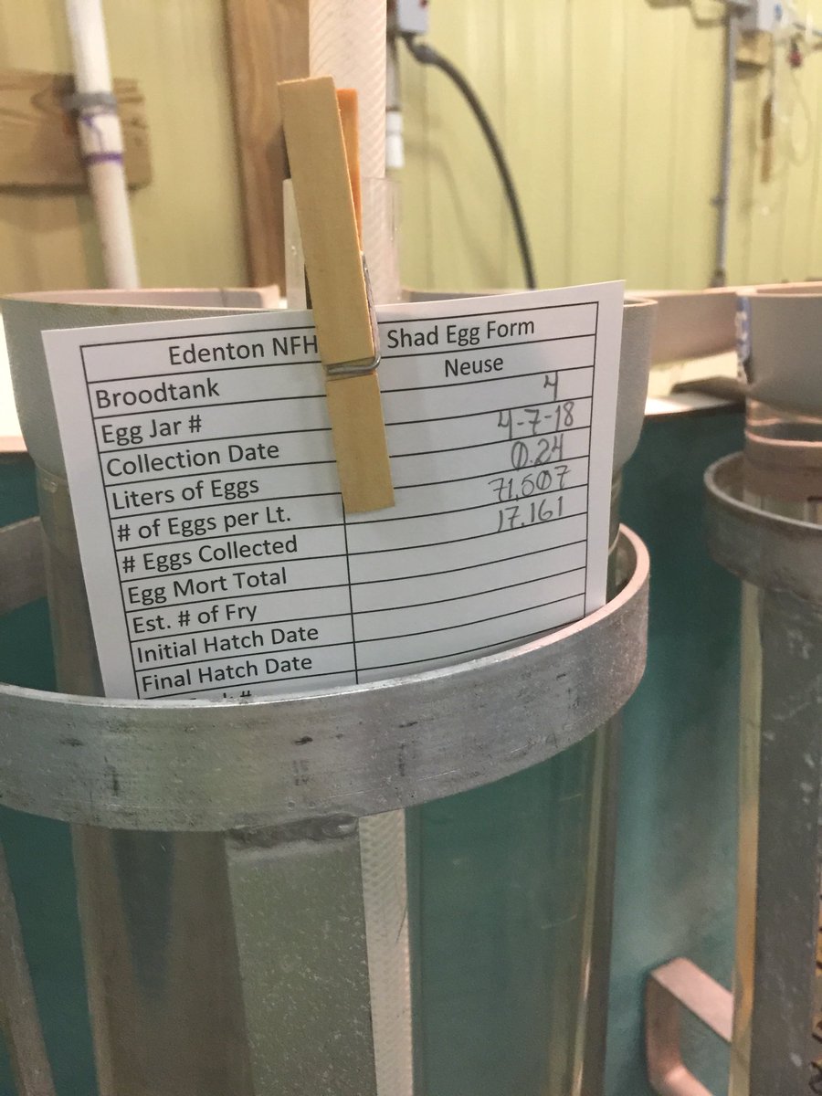 kwall911's tweet photo. Visiting your National Fish Hatchery in Edenton and learning about fish management and conservation.
#Shadintheclassroom @naturalsciences @BESFirefly https://t.co/PIPcr12aGb