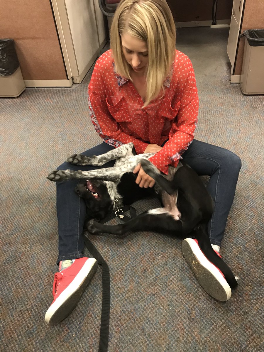MReisen88's tweet photo. The #dogbeat has perks, just ask @Maddy_J_Hayden https://t.co/9Hm1MKo7CD