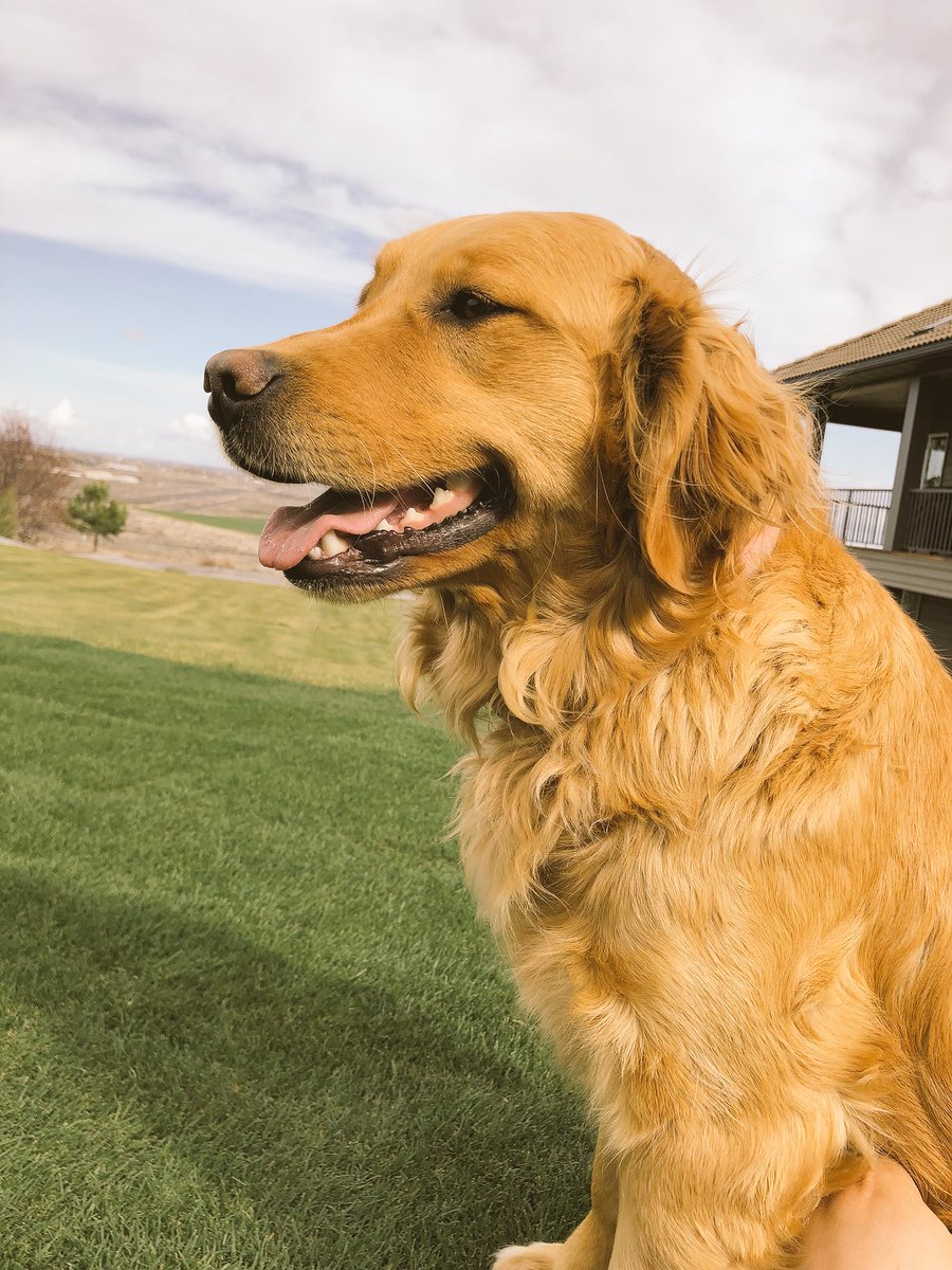 adamweber3's tweet photo. #LightJacketWeather #Pupdate https://t.co/y9syVIG2CF