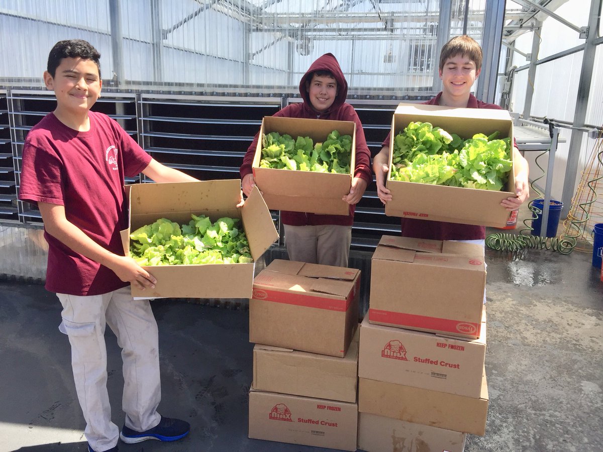 FeasterCharter's tweet photo. Our #feastermiddleschool Ss grew 500 heads of lettuce this quarter!
300 heads went to staff and school families, 200 heads were donated to @FatherJoes to feed the homeless! #humanitarians #feasterlearns @CVESDNews π·: Mr. Fraser https://t.co/hZ4KC5txOb