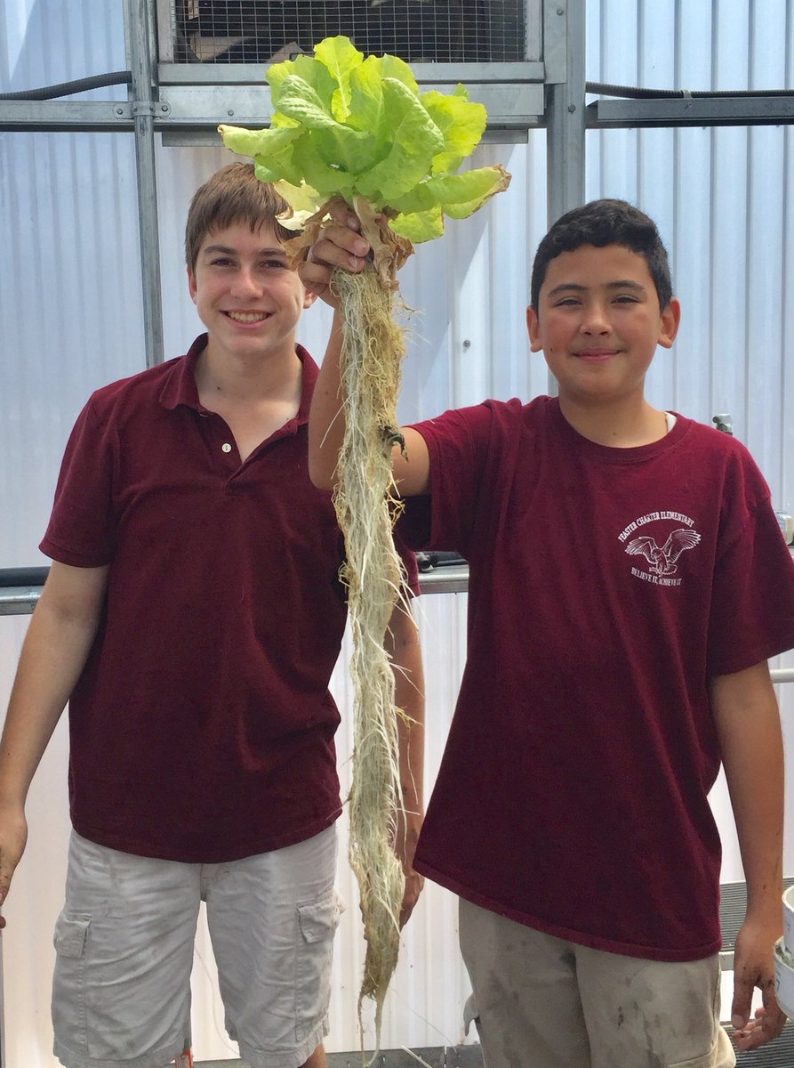 FeasterCharter's tweet photo. Our #feastermiddleschool Ss grew 500 heads of lettuce this quarter!
300 heads went to staff and school families, 200 heads were donated to @FatherJoes to feed the homeless! #humanitarians #feasterlearns @CVESDNews π·: Mr. Fraser https://t.co/hZ4KC5txOb