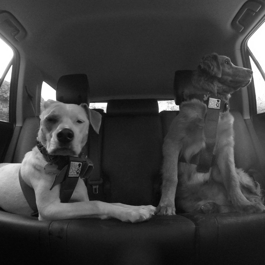 big dog seat belt company