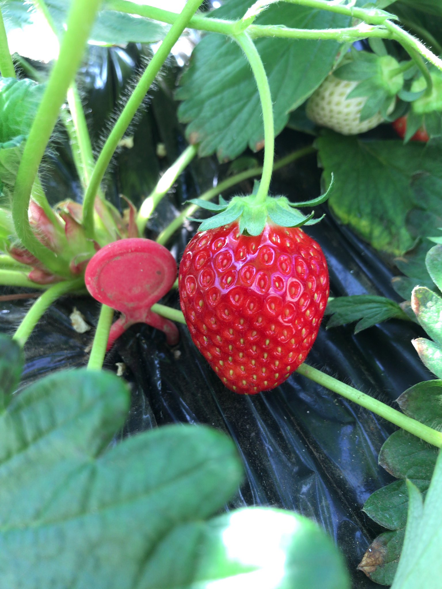 تويتر Shonan By The Sea Fmヨコハマ على تويتر ビー散歩は横須賀市長井にある苺 ハウス嘉山農園からのリポート 苺狩りは30分食べ放題 6月初旬までの予定ですが無くなり次第終了です お電話での予約が確実 苺大福も食べたいっ 苺狩り 嘉山農園 湘南