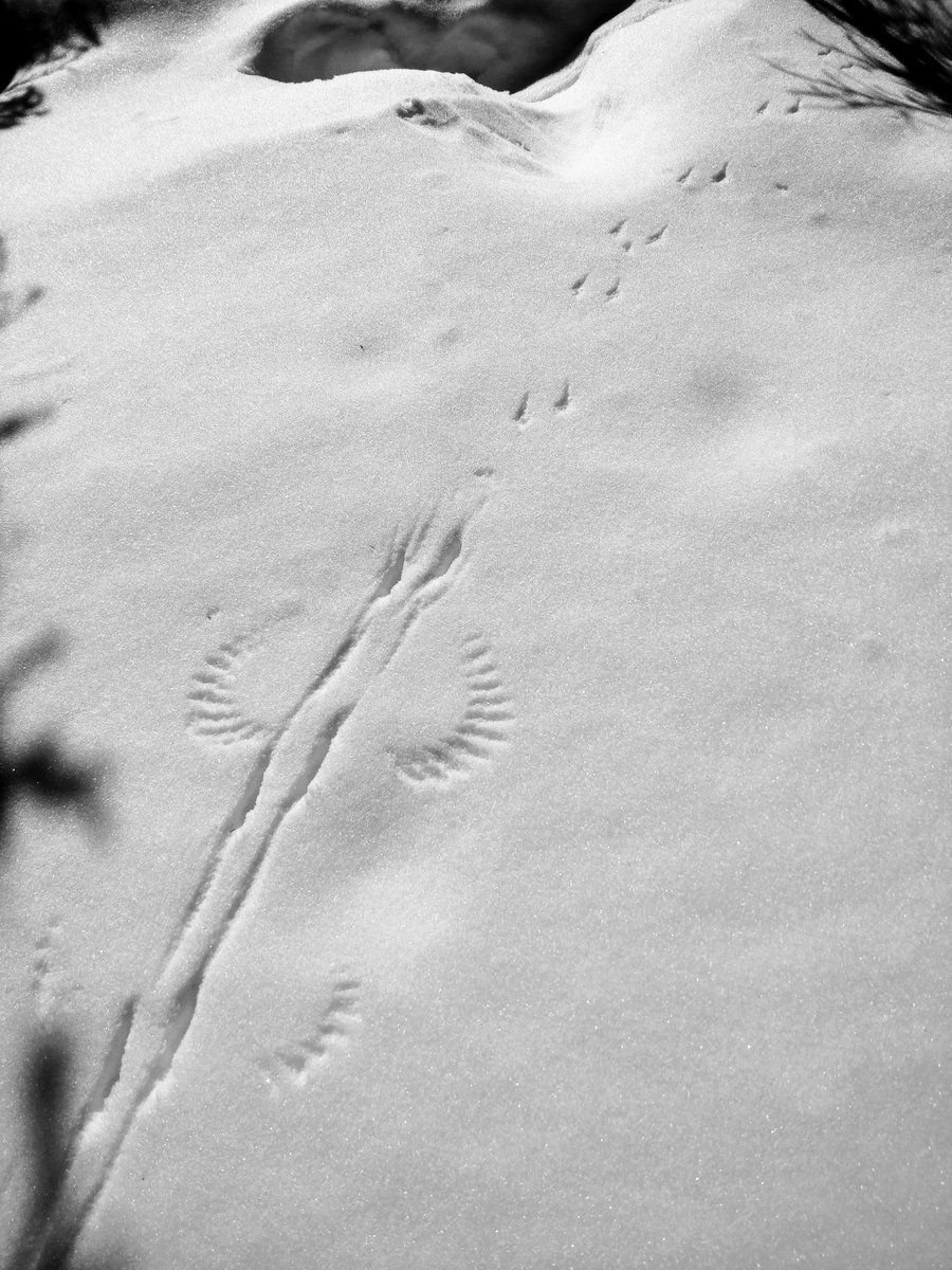 RChicalo's tweet photo. To me, this picture demonstrates that #CanadaJays are subjected to 'post-holing' too. The first few steps give you false confidence that the snow can hold your weight...until it can't and you must flail to extract yourself. #postholing, @DenaliNPS, @NorrisLab, @wayfaringwilly https://t.co/oTv02z00tV